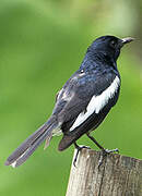 Oriental Magpie-Robin