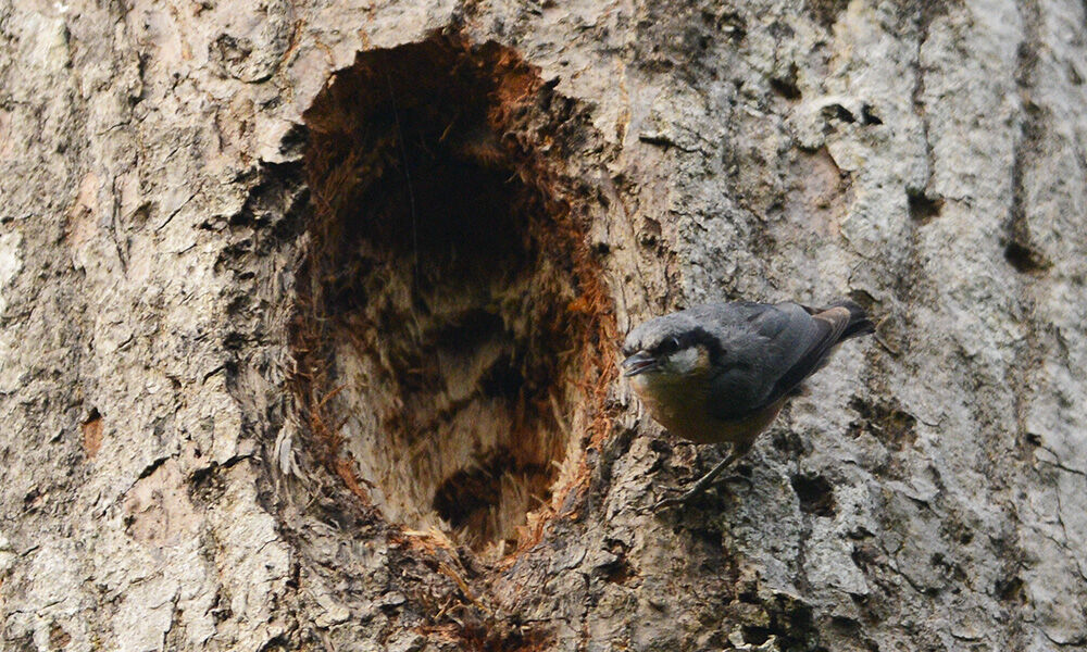 Indian Nuthatch