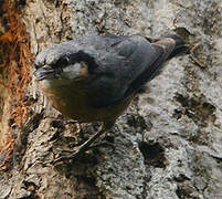 Indian Nuthatch