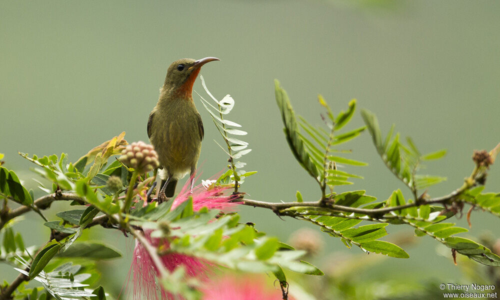 Crimson Sunbird