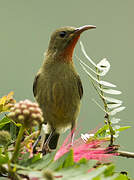 Crimson Sunbird