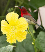 Crimson Sunbird