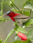 Crimson Sunbird