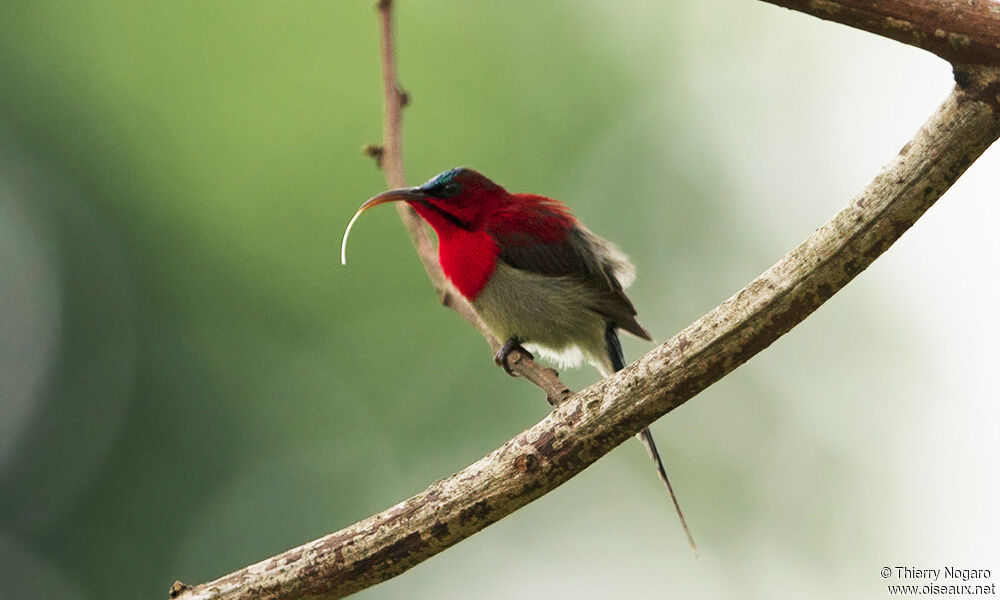 Crimson Sunbird