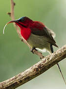 Crimson Sunbird