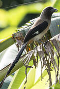 Grey Treepie