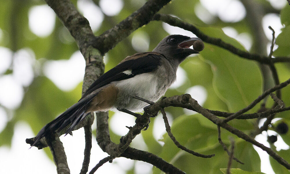 Grey Treepie