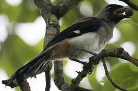 Grey Treepie