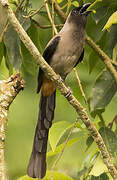 Grey Treepie