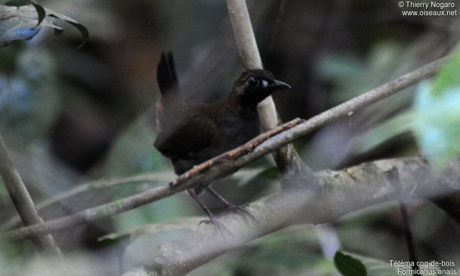 Black-faced Antthrush