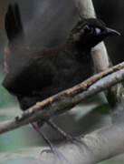 Black-faced Antthrush