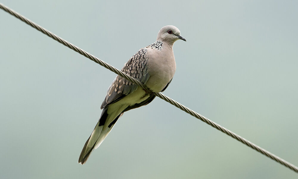 Spotted Dove