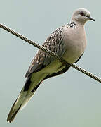 Spotted Dove