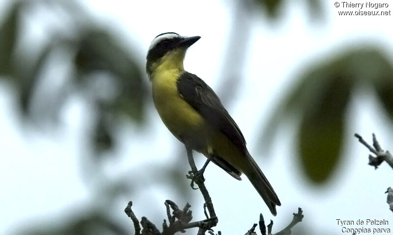 Yellow-throated Flycatcher
