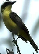 Yellow-throated Flycatcher