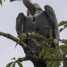 Vautour chaugoun