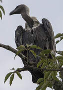 White-rumped Vulture