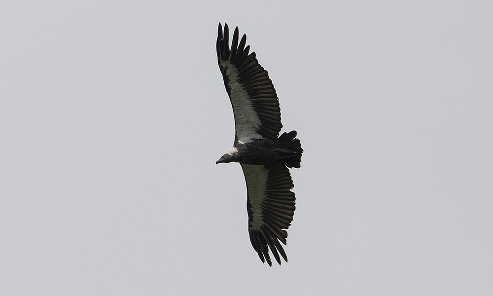 White-rumped Vulture