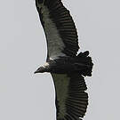 Vautour chaugoun