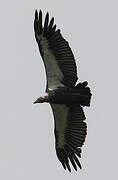 White-rumped Vulture