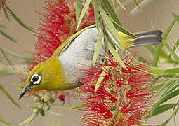 Indian White-eye