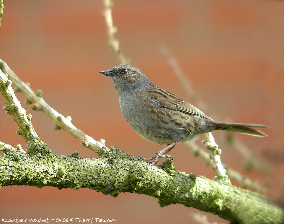 Dunnock