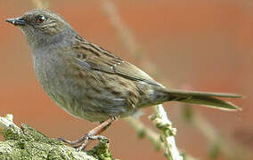 Dunnock