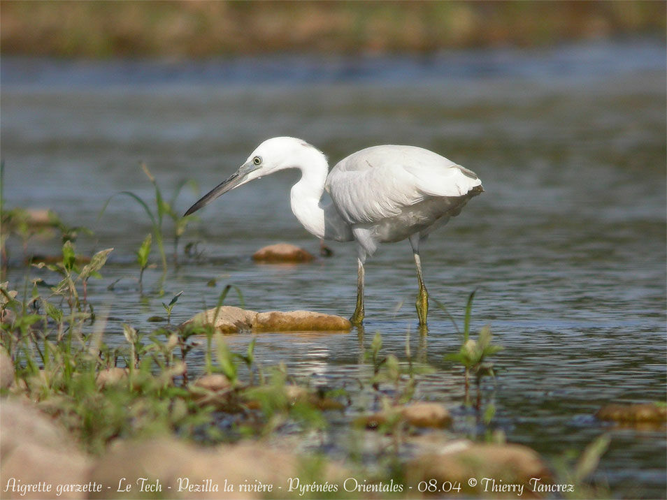 Aigrette garzette