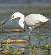 Aigrette garzette