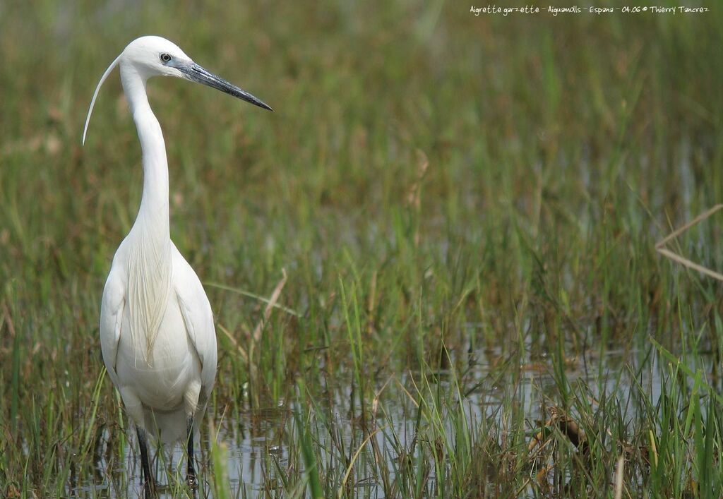 Aigrette garzette