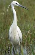 Aigrette garzette