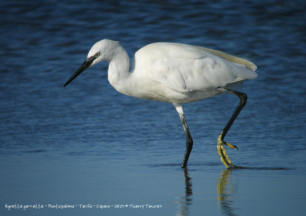 Aigrette garzette