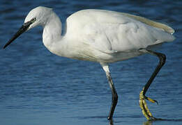 Little Egret