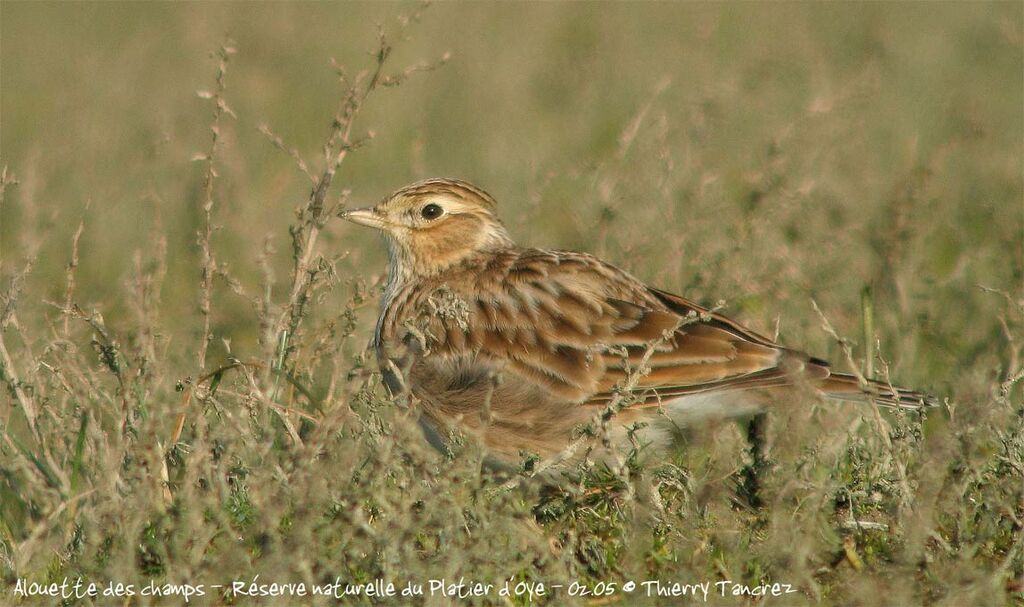 Eurasian Skylark