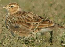 Eurasian Skylark