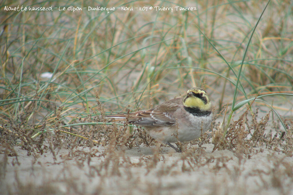 Horned Lark