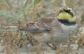 Horned Lark