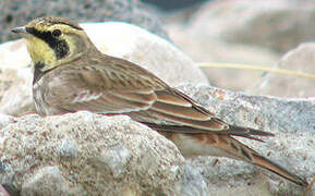 Horned Lark