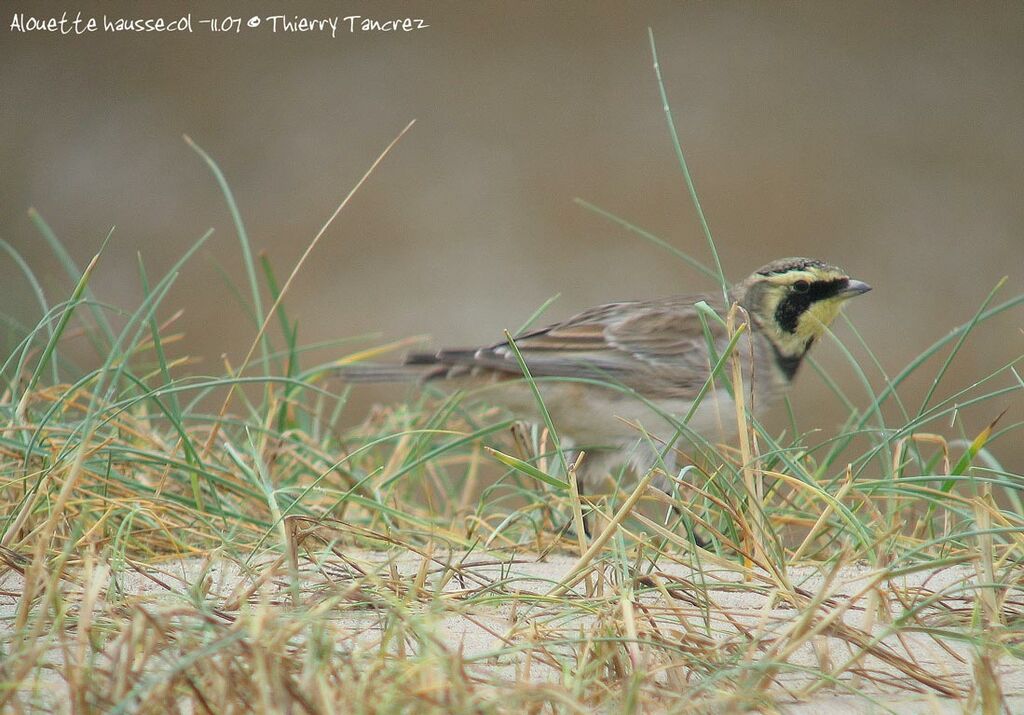 Horned Lark