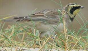 Horned Lark