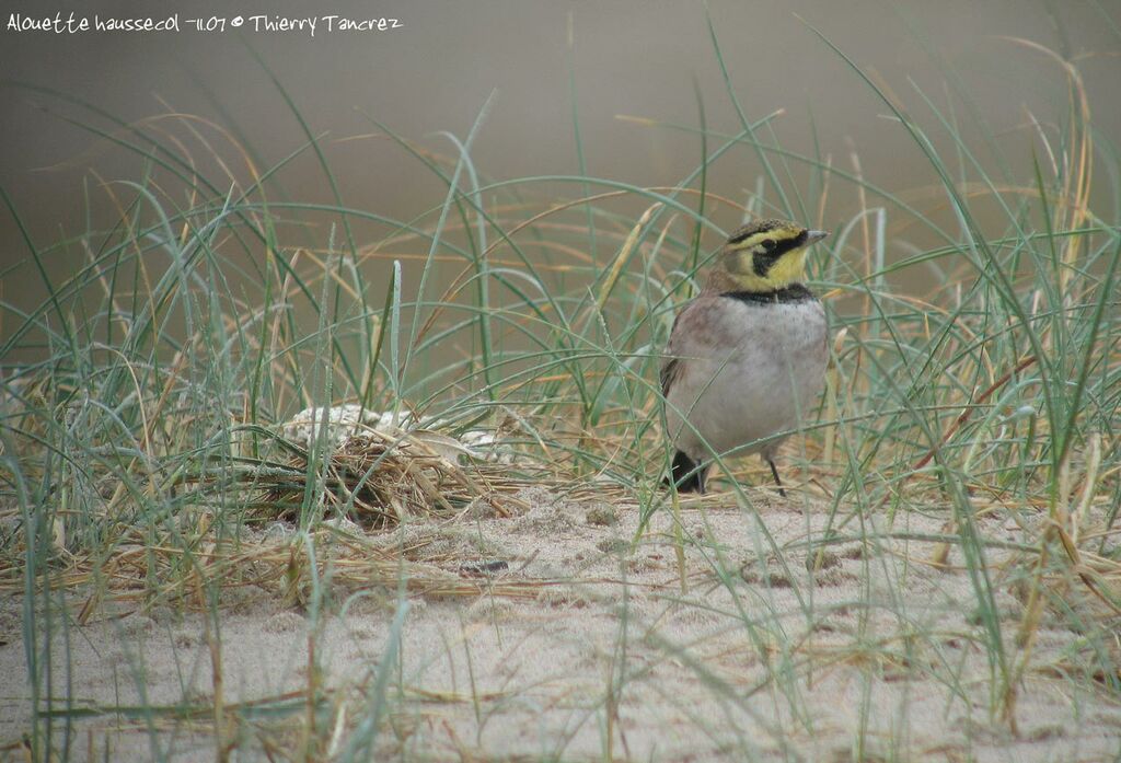 Horned Lark