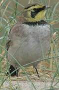 Horned Lark