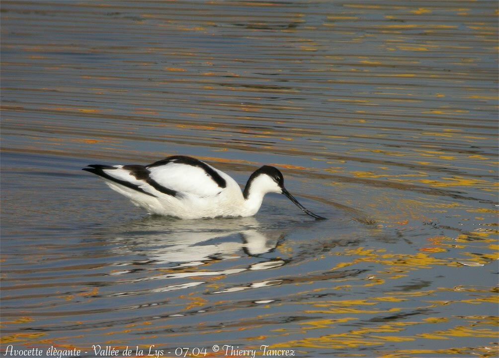 Pied Avocet