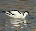 Avocette élégante