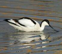 Avocette élégante