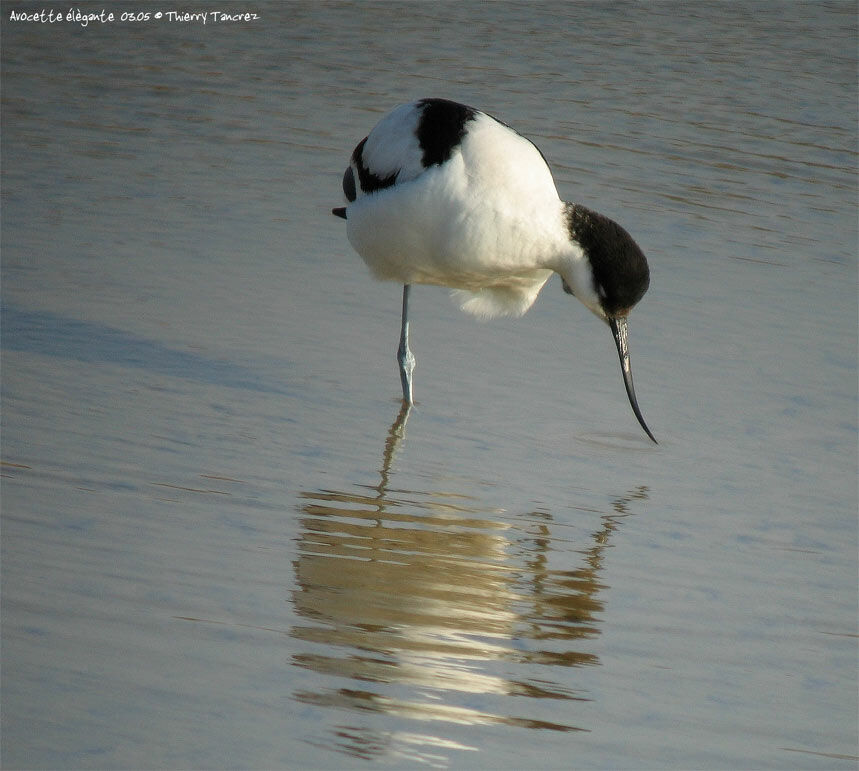 Pied Avocet