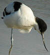 Avocette élégante