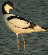 Avocette élégante