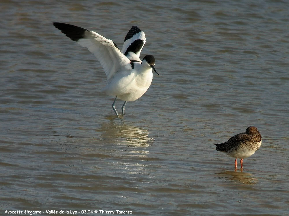 Avocette élégante