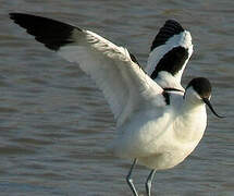 Pied Avocet